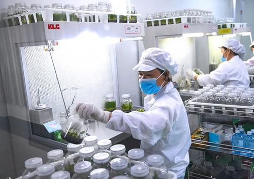 klc 植物工廠 潔凈空氣在植物組培與醫(yī)藥技術(shù)開發(fā)中的關(guān)鍵作用